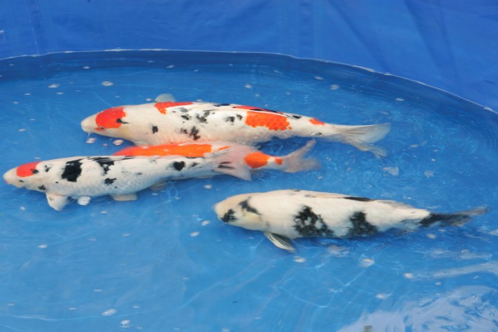 koi_show_2007-1-small