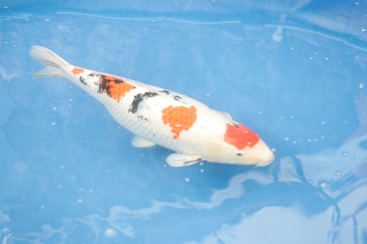 koi_show_2007-2-small