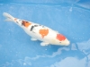 koi_show_2007-2-small