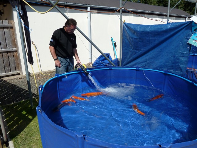 Koi Show 2011 5