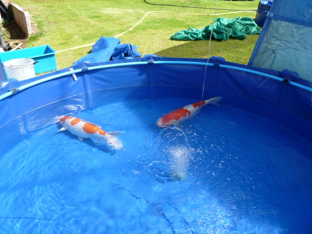 Koi Show 2011 7